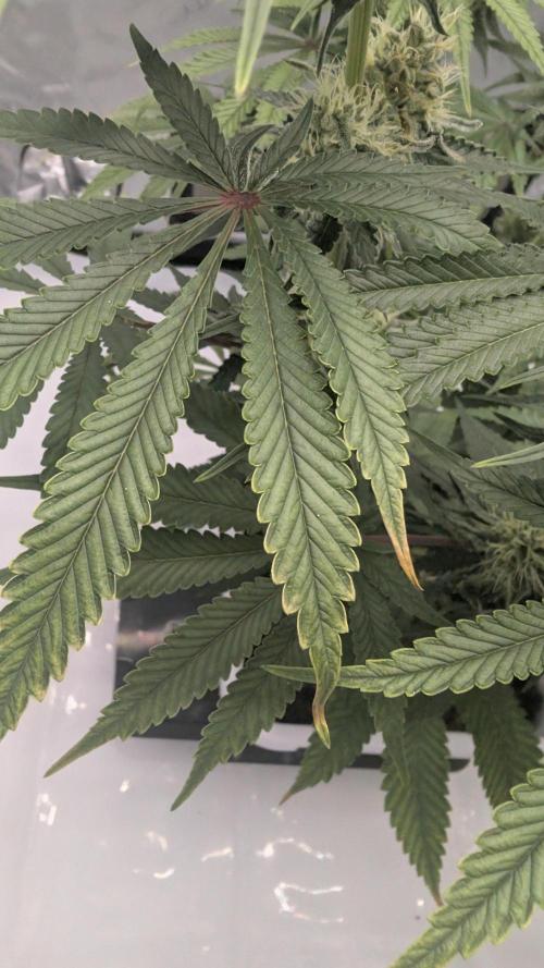 Mimosa x Orange Punch | Autopot - Athena. Week 8