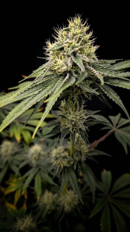 Mimosa x Orange Punch | Autopot - Athena. Week 9