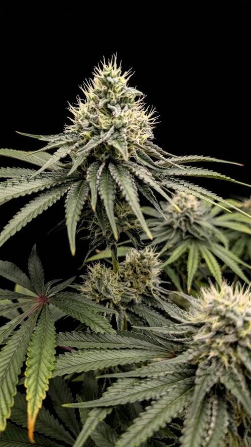 Mimosa x Orange Punch | Autopot - Athena. Week 9