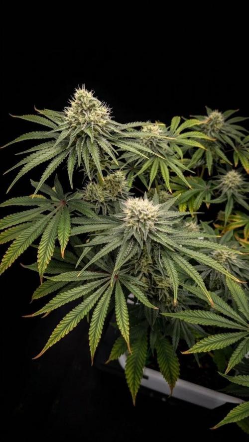 Mimosa x Orange Punch | Autopot - Athena. Week 9