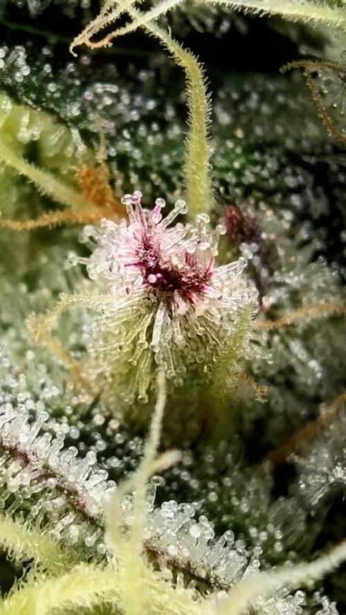 Mimosa x Orange Punch | Autopot - Athena. Week 9