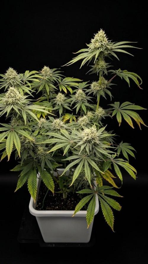 Mimosa x Orange Punch | Autopot - Athena. Week 9
