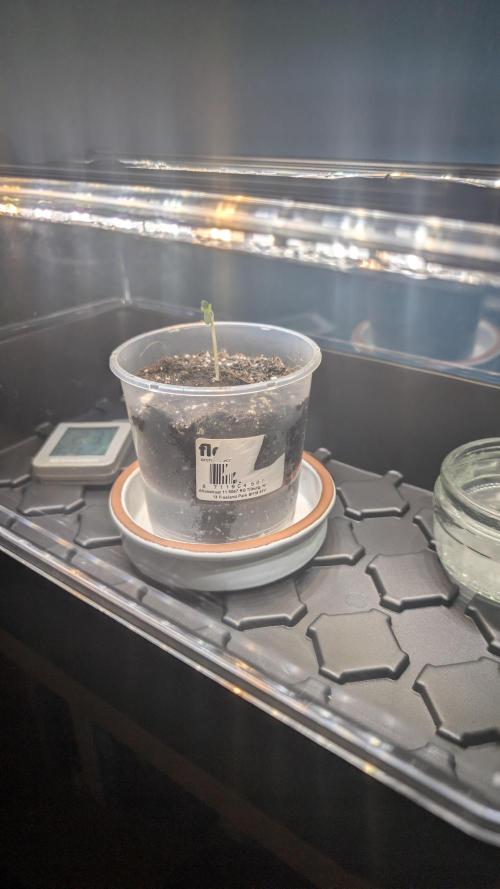 Wild Thai Automatic. Week 0
