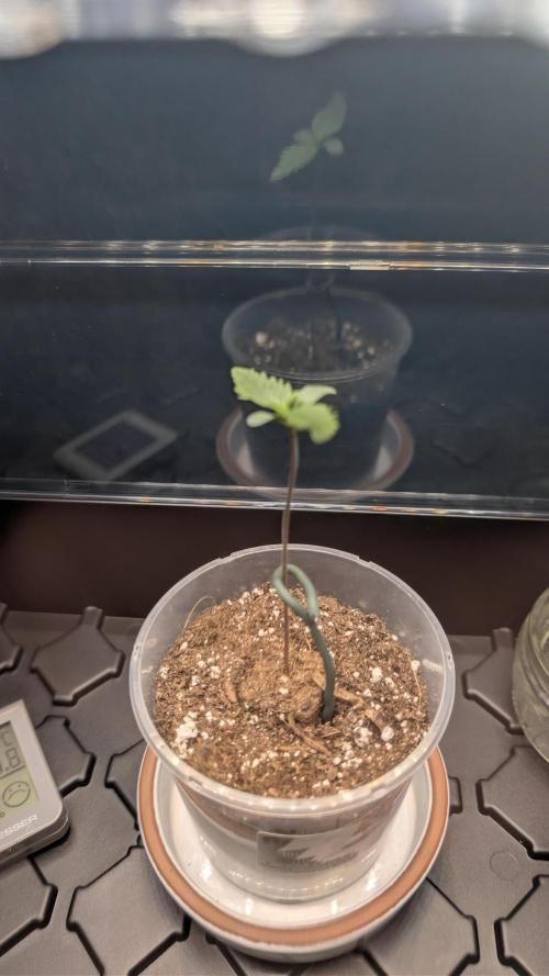 Wild Thai Automatic. Week 0