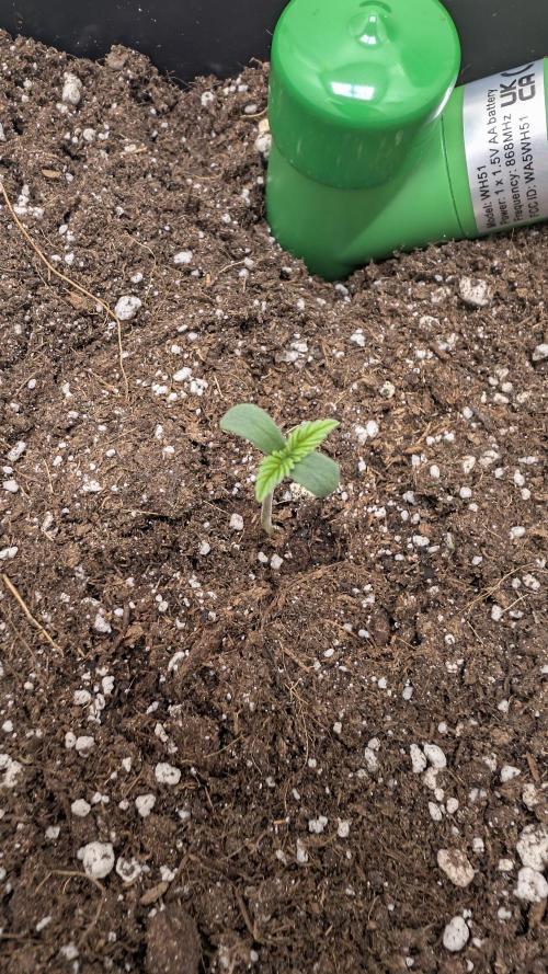 Pineapple Pulse Auto. Week 0