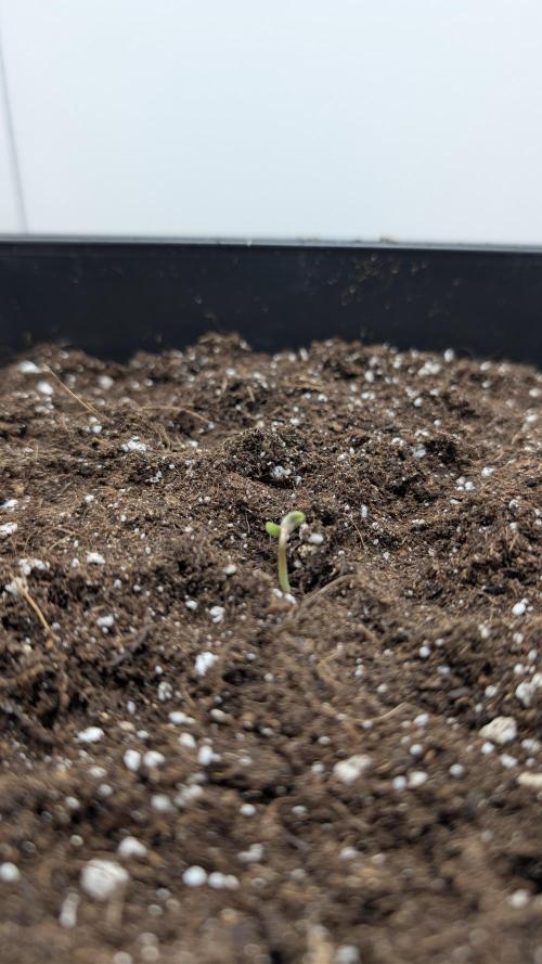 Pineapple Pulse Auto. Week 0