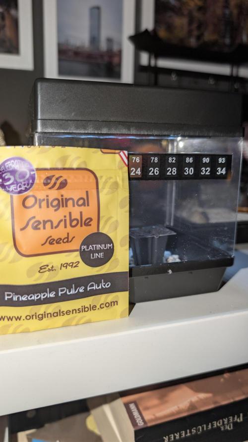 Pineapple Pulse Auto. Week 0