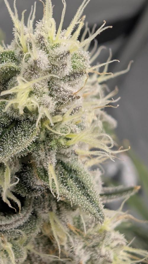 Mimosa x Orange Punch | Autopot - Athena. Week 10