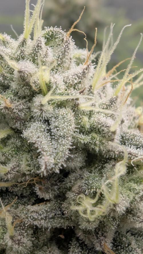 Mimosa x Orange Punch | Autopot - Athena. Week 10