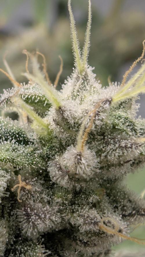 Mimosa x Orange Punch | Autopot - Athena. Week 10