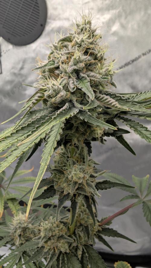 Mimosa x Orange Punch | Autopot - Athena. Week 10
