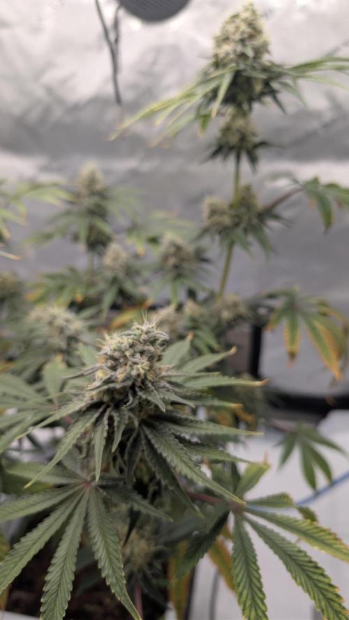 Mimosa x Orange Punch | Autopot - Athena. Week 10