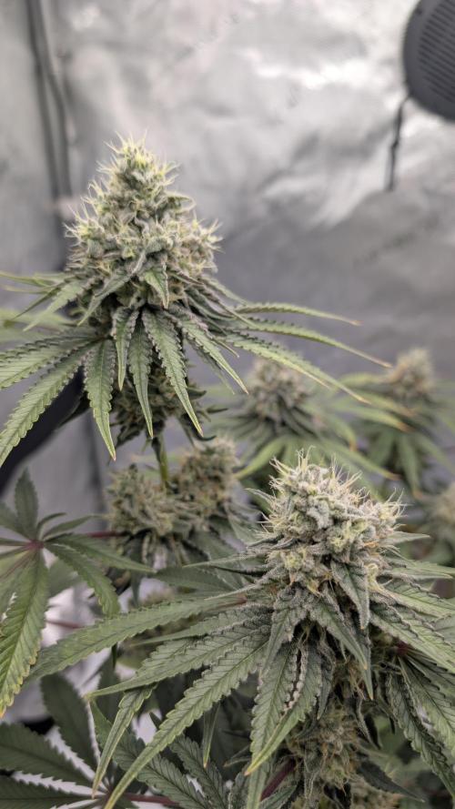 Mimosa x Orange Punch | Autopot - Athena. Week 10