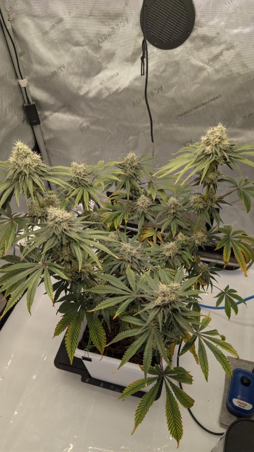 Mimosa x Orange Punch | Autopot - Athena. Week 10