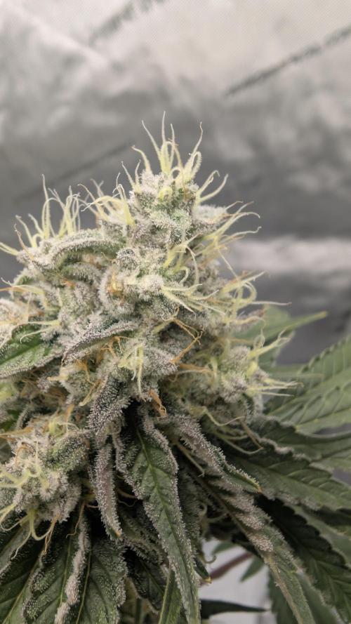 Mimosa x Orange Punch | Autopot - Athena. Week 10