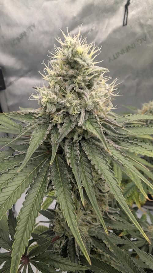 Mimosa x Orange Punch | Autopot - Athena. Week 10