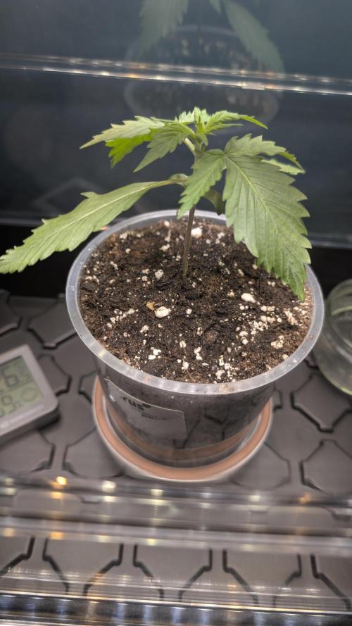 Wild Thai Automatic. Week 1