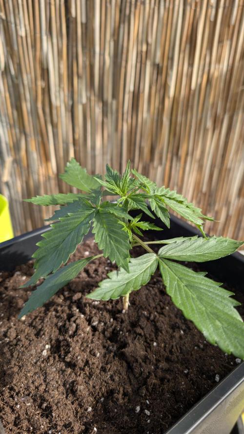 Wild Thai Automatic. Week 1