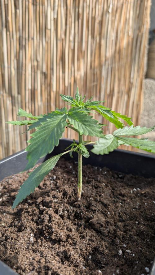Wild Thai Automatic. Week 1