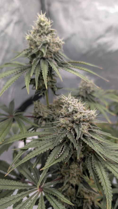 Mimosa x Orange Punch | Autopot - Athena. Week 11