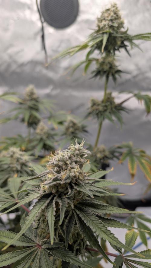 Mimosa x Orange Punch | Autopot - Athena. Week 11