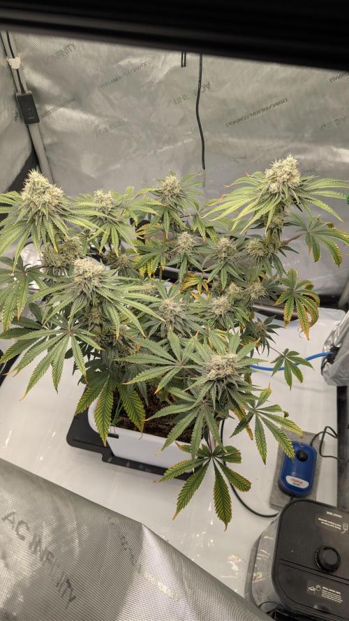 Mimosa x Orange Punch | Autopot - Athena. Week 11