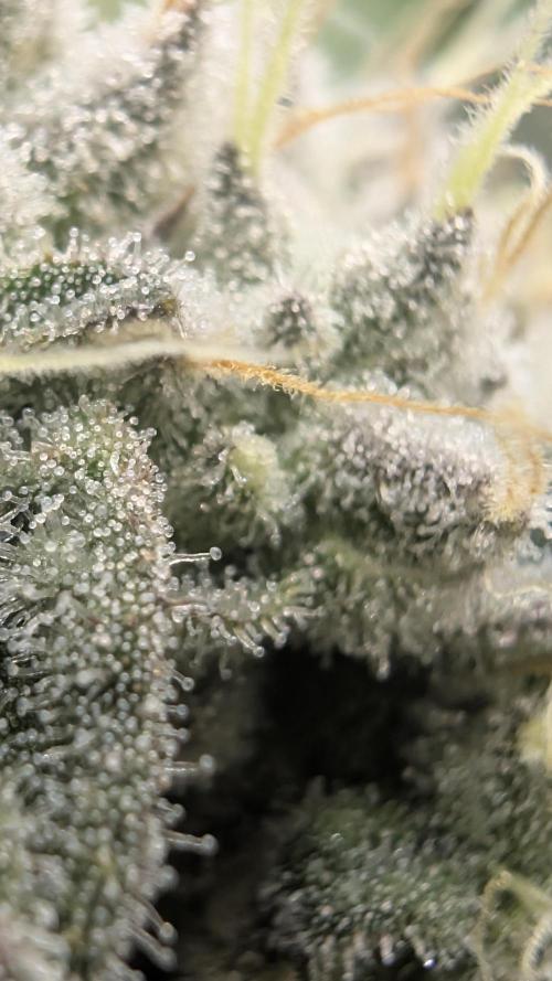 Mimosa x Orange Punch | Autopot - Athena. Week 11