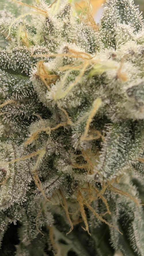 Mimosa x Orange Punch | Autopot - Athena. Week 11