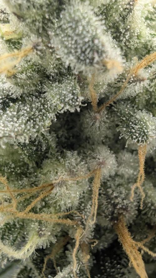 Mimosa x Orange Punch | Autopot - Athena. Week 11
