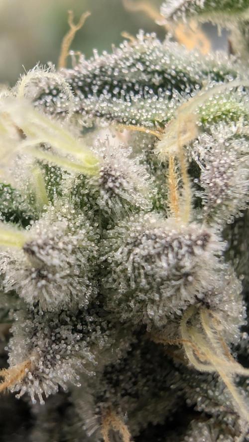 Mimosa x Orange Punch | Autopot - Athena. Week 11