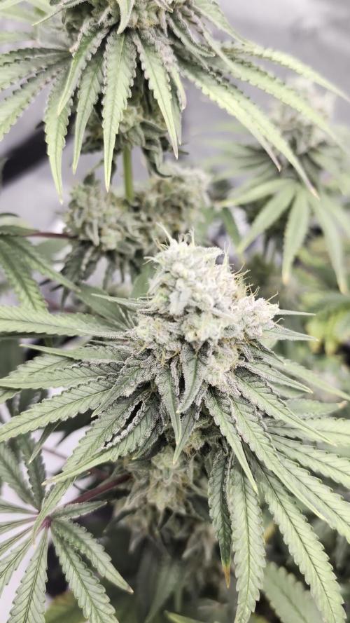 Mimosa x Orange Punch | Autopot - Athena