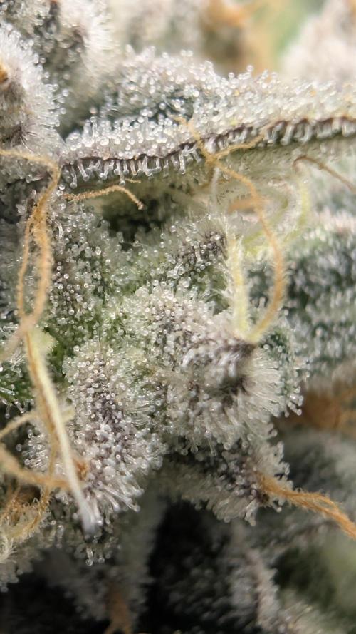Mimosa x Orange Punch | Autopot - Athena. Week 11