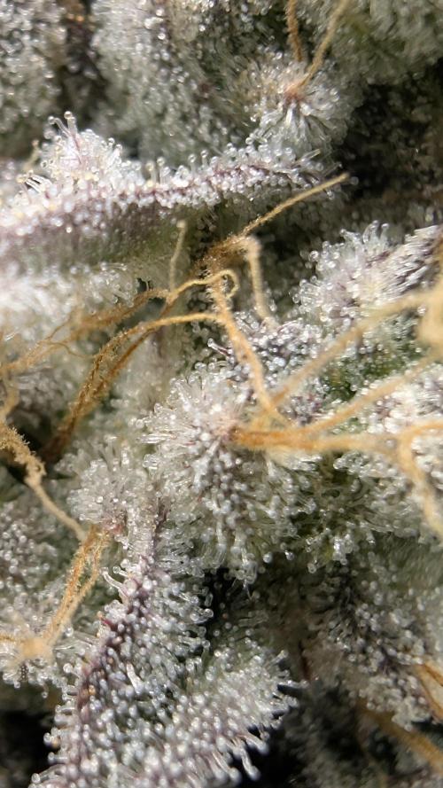 Mimosa x Orange Punch | Autopot - Athena. Week 11