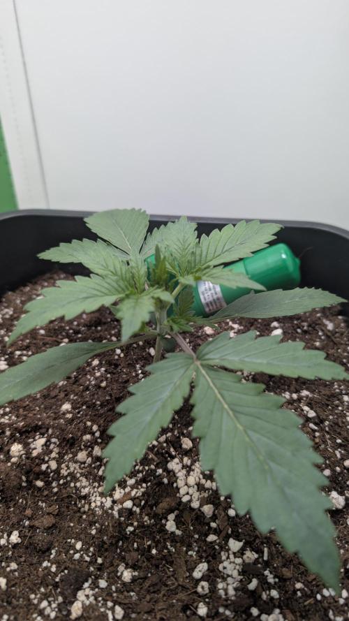 Pineapple Pulse Auto. Week 1 - Woche 1