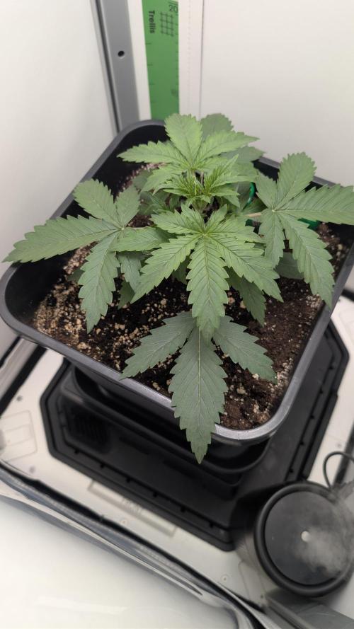 Pineapple Pulse Auto. Week 1 - !. Tag Woche 2