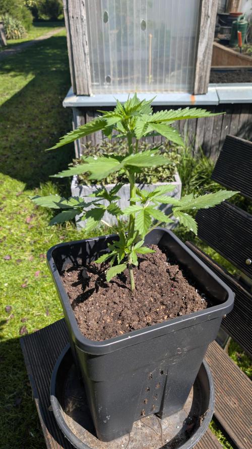Wild Thai Automatic. Week 2