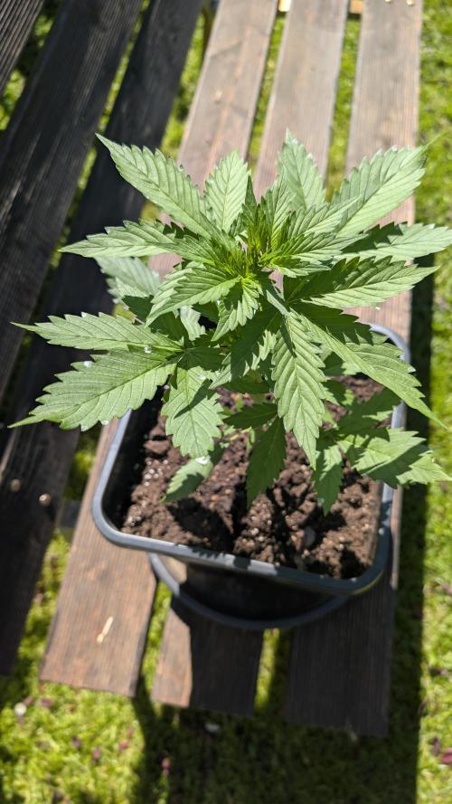 Wild Thai Automatic. Week 2