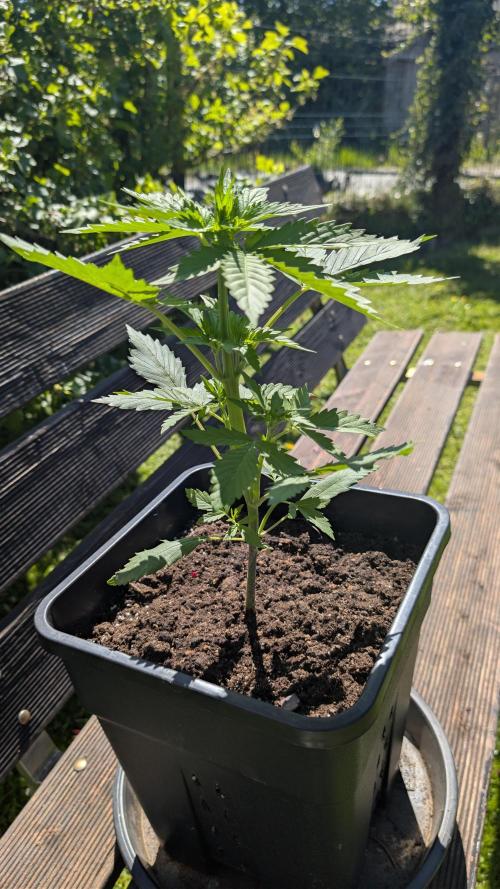 Wild Thai Automatic. Week 2