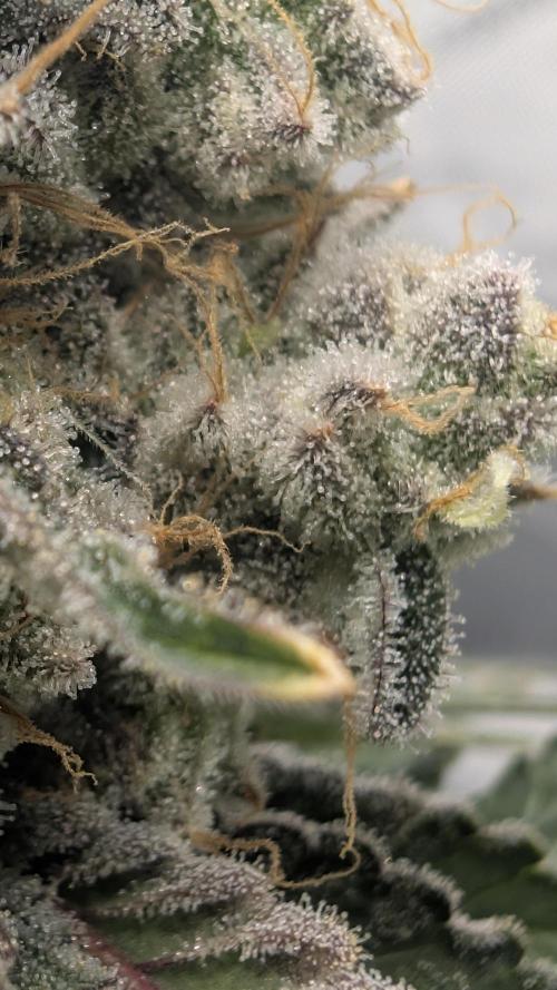 Mimosa x Orange Punch | Autopot - Athena. Week 12