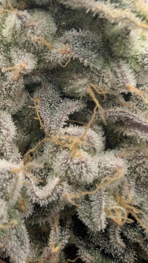 Mimosa x Orange Punch | Autopot - Athena. Week 12