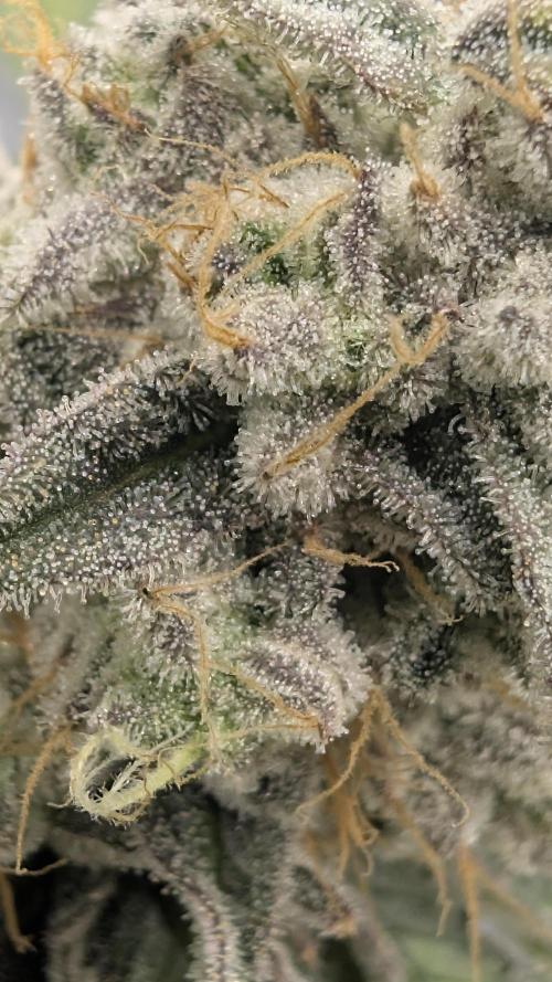 Mimosa x Orange Punch | Autopot - Athena. Week 12