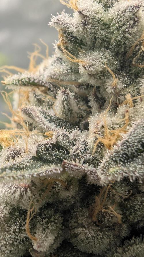 Mimosa x Orange Punch | Autopot - Athena. Week 12