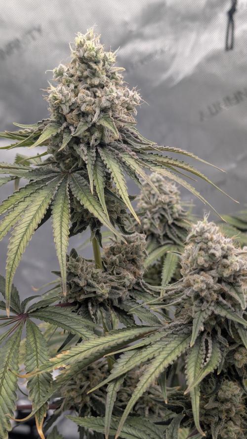 Mimosa x Orange Punch | Autopot - Athena. Week 12