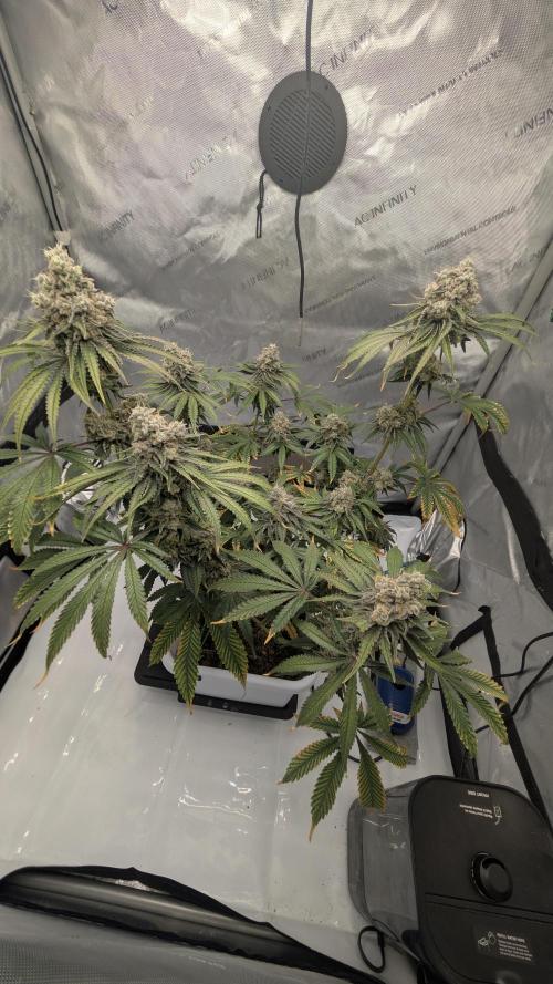 Mimosa x Orange Punch | Autopot - Athena. Week 12