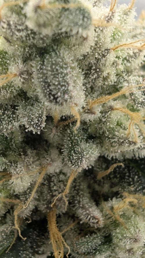 Mimosa x Orange Punch | Autopot - Athena. Week 12