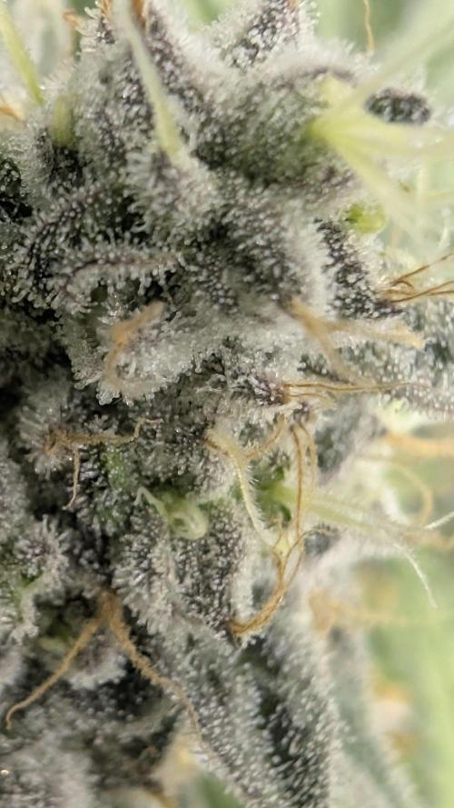 Mimosa x Orange Punch | Autopot - Athena. Week 12