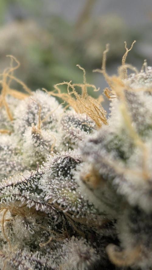 Mimosa x Orange Punch | Autopot - Athena. Week 12
