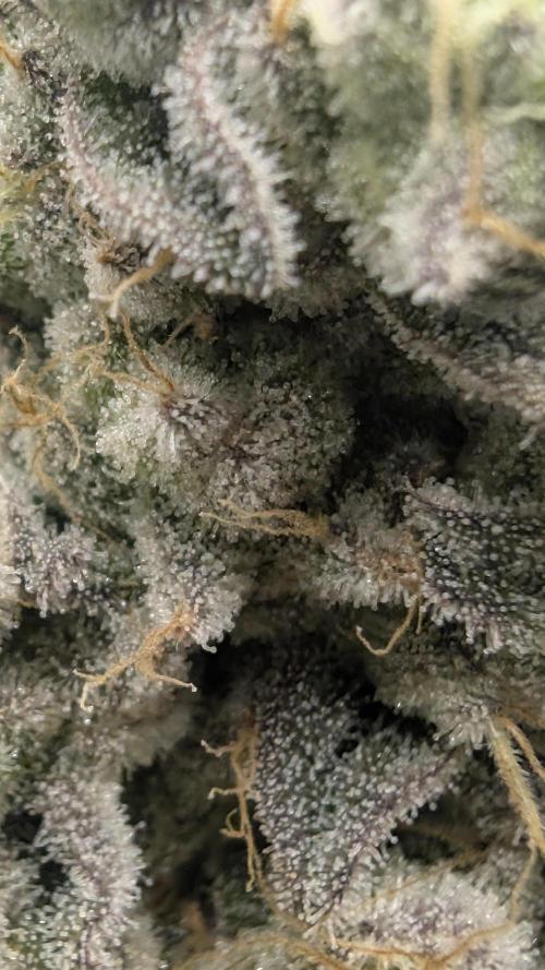 Mimosa x Orange Punch | Autopot - Athena. Week 12