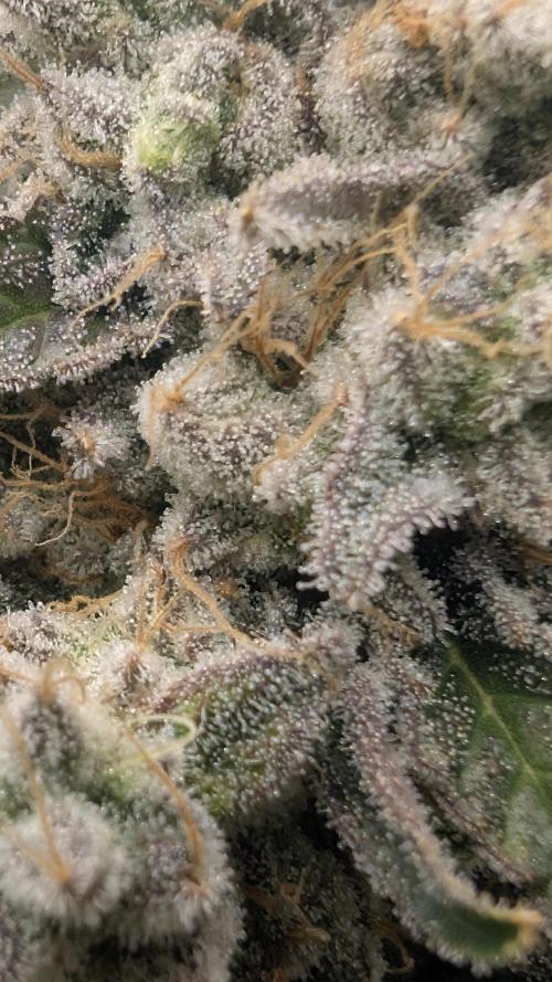 Mimosa x Orange Punch | Autopot - Athena. Week 12