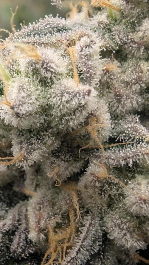 Mimosa x Orange Punch | Autopot - Athena. Week 12